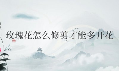 玫瑰花怎么修剪才能多开花 如何修剪玫瑰花以促进多花开放？
