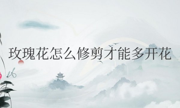 玫瑰花怎么修剪才能多开花