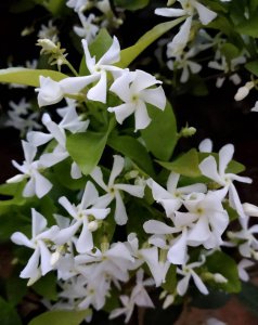 风车茉莉花谢了该怎么打理好看 风车茉莉花凋谢后的护理技巧