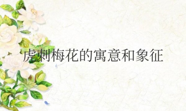 虎刺梅花的寓意和象征风水