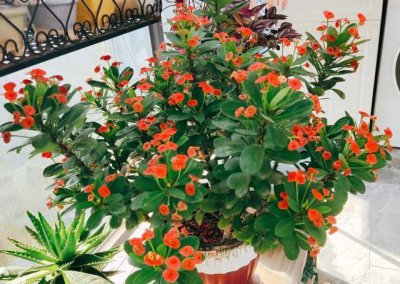 虎刺梅花的寓意和象征风水 虎刺梅花的象征意义与风水解读