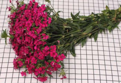 相思梅的花语寓意 相思梅代表什么象征意义