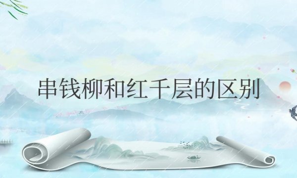 串钱柳和红千层的区别