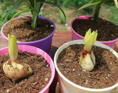 百合球根怎么种才开花？要埋多深？