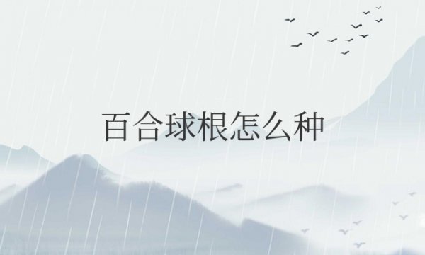 百合球根怎么种才开花？要埋多深？