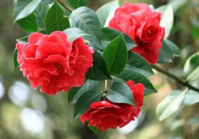 昆明的市花是什么名字 昆明市花山茶花的象征寓意
