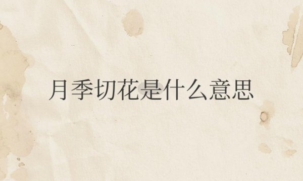 月季切花是什么意思