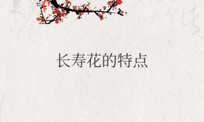 长寿花的特点 样子 颜色 气味描写