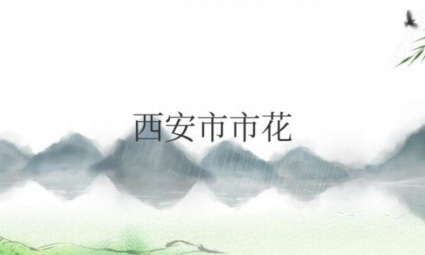 西安市市花叫什么名字