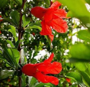 西安市市花叫什么名字 西安市花石榴花的由来及象征寓意