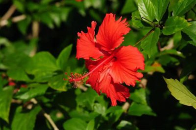 扶桑花花语和含义 扶?；ù淼脑⒁夂拖笳?/></i><h2>扶桑花花语和含义 扶?；ù淼脑⒁夂拖笳?/h2><p>关于这些你知道吗？扶桑花代表的寓意和象征和扶?；ɑㄓ锖秃宓哪谌?，相关内容具体如下：扶?；ㄊ且恢置览龅幕ɑ埽ǔ？旁谙募尽Ｋ幕ò瓿氏?/p></a></li>
            <li><a href=