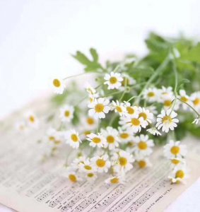 俄罗斯的国花是什么花正确答案 洋甘菊寓意象征