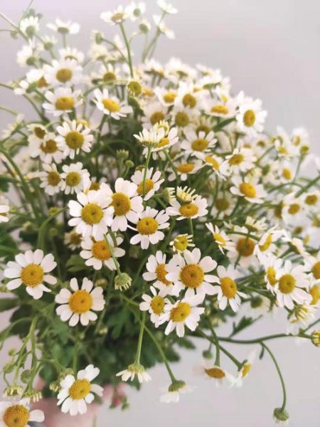 俄罗斯的国花是什么花正确答案
