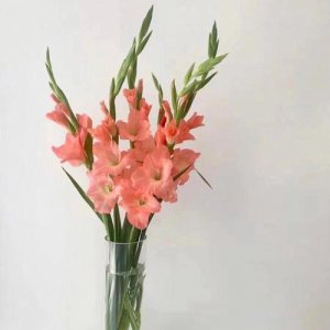 为什么家里不能养剑兰 剑兰的花语和象征意义