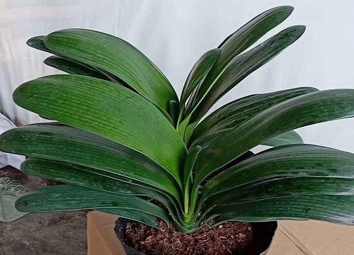 办公室适合摆放什么绿植风水寓意好