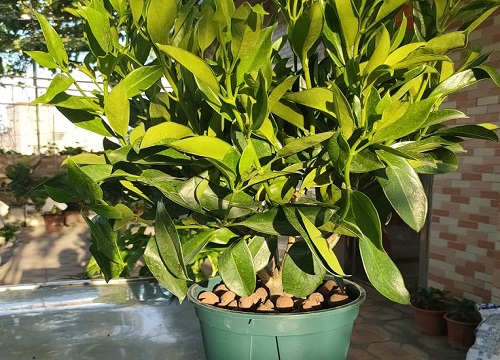 办公室适合摆放什么绿植风水寓意好