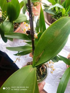 蝴蝶兰蔫了还能缓过来吗 蝴蝶兰花瓣耷拉怎么补救