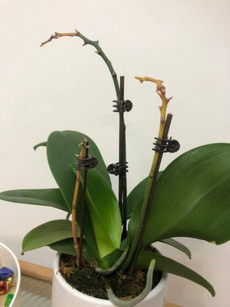 蝴蝶兰蔫了还能缓过来吗