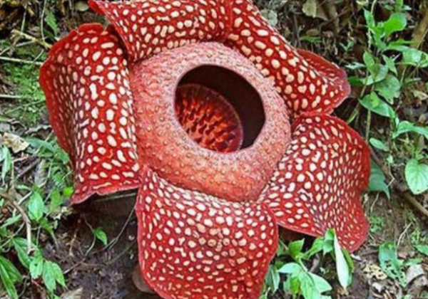世界上最臭的花是哪种花？叫什么名字？