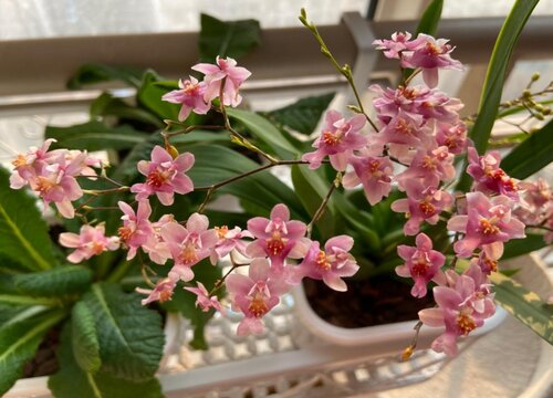 兰花怎样养才能开花又香又多