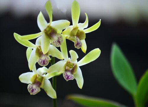 兰花怎样养才能开花又香又多