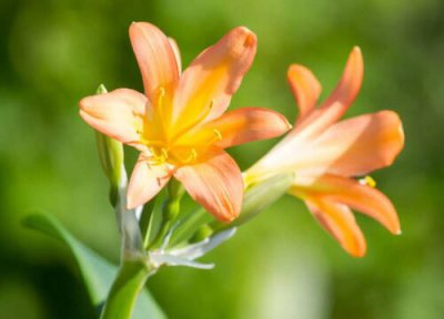君子兰开花时间是什么季节 君子兰开花季节是什么时候？