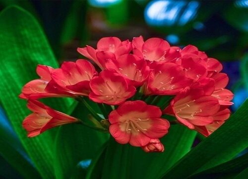 君子兰开花时间是什么季节