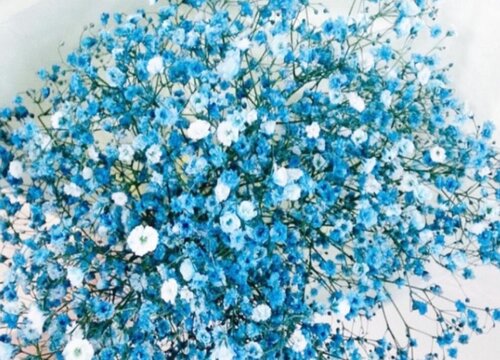 白色满天星花语和寓意