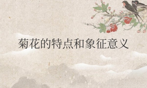 菊花的特点和象征意义和精神