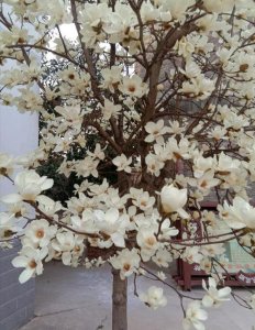 白玉兰什么时候开花 白玉兰树的花期时间