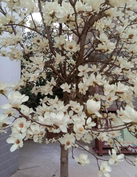 白玉兰什么时候开花