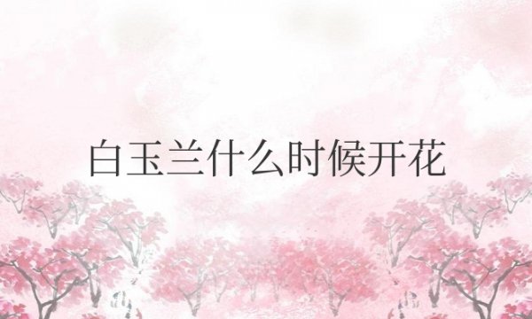 白玉兰什么时候开花