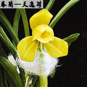 天逸兰花为什么这么贵 天逸兰花多少钱一盆