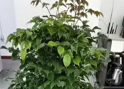 一进门见幸福树好吗 进家门看见幸福树风水好吗