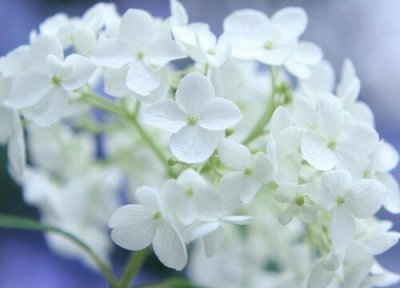在家中放绣球花吉利吗风水好不好？