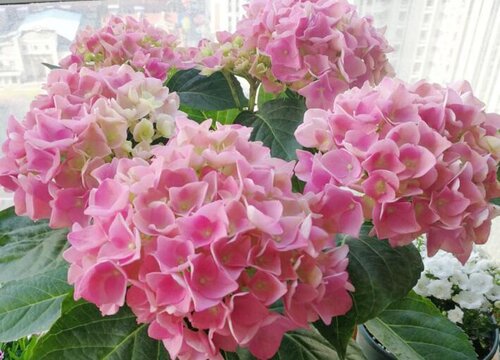 在家中放绣球花吉利吗风水好不好？