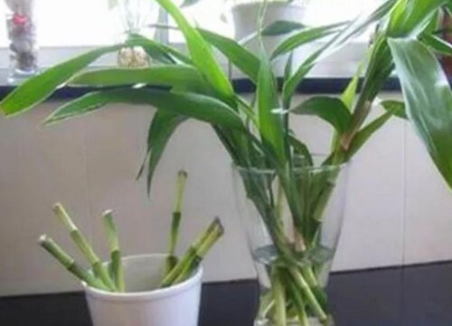 富贵竹养10根才最好吗放几支最旺财