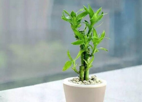 富贵竹养10根才最好吗放几支最旺财