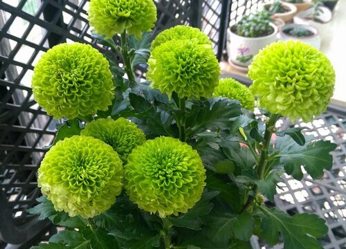 菊花的介绍和特点描写说明