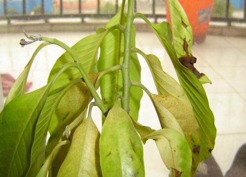 家里养铁树好吗