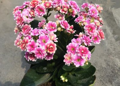 长寿花的繁殖殖方法和注意事项 长寿花的繁殖技巧和注意事项