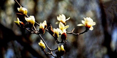 芝兰玉树什么意思 解析“芝兰玉树”一词的意义