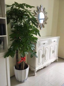 发财树放客厅大忌 摆放哪个位置风水好