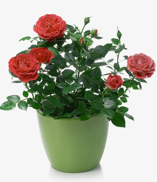 玫瑰花盆栽种植方法
