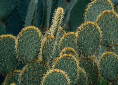 仙人掌刺扎进皮肤里有毒吗？不取出有影响吗？