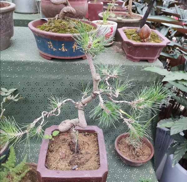 适合做盆景的植物有哪些品种及名字
