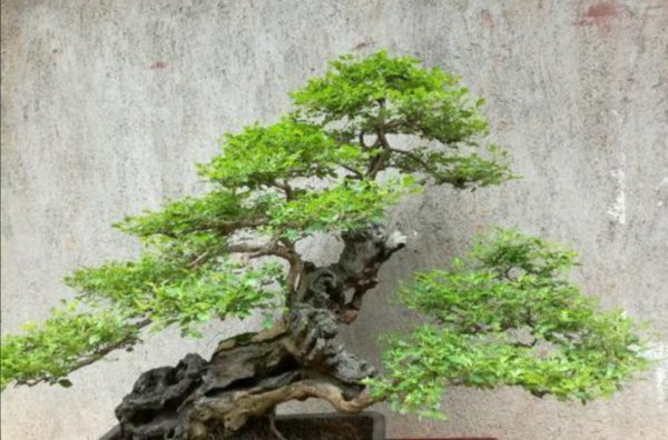 适合做盆景的植物有哪些品种及名字