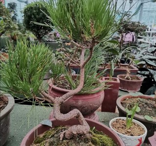 适合做盆景的植物有哪些品种及名字