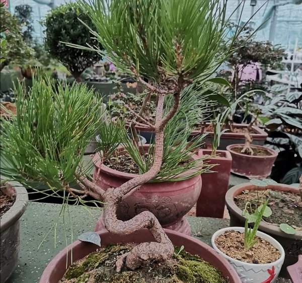 适合做盆景的植物有哪些品种及名字
