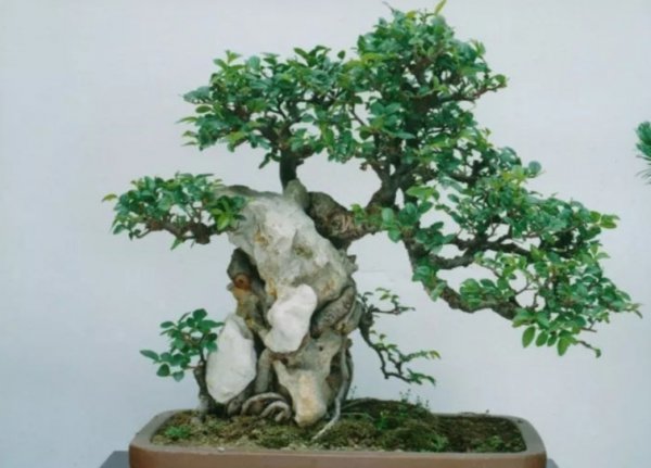 适合做盆景的植物有哪些品种及名字